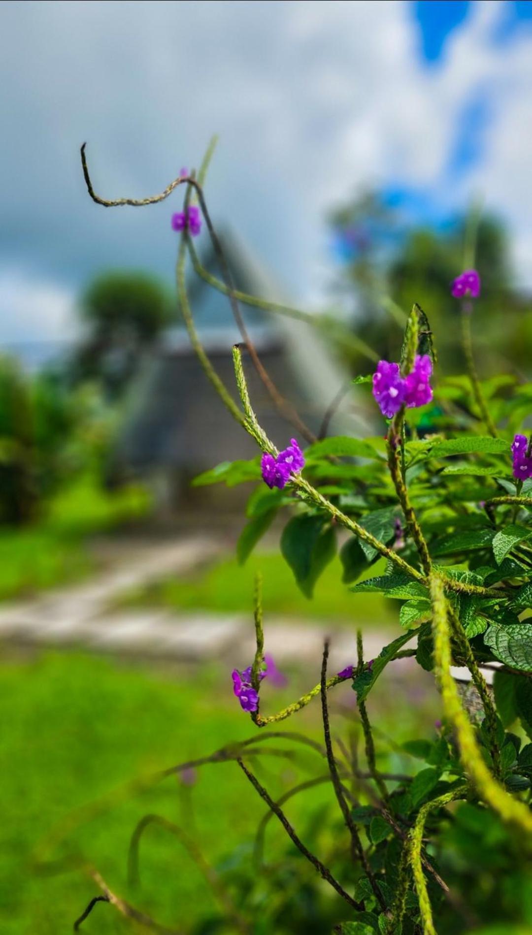 Flora Glamping De Abuela Lodge La Fortuna